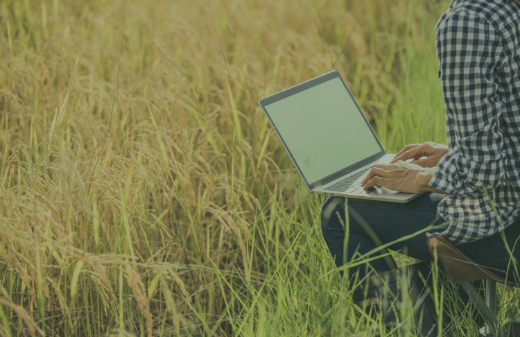 farmer-in-rice-field-with-laptop