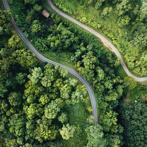 Top view of trees and road