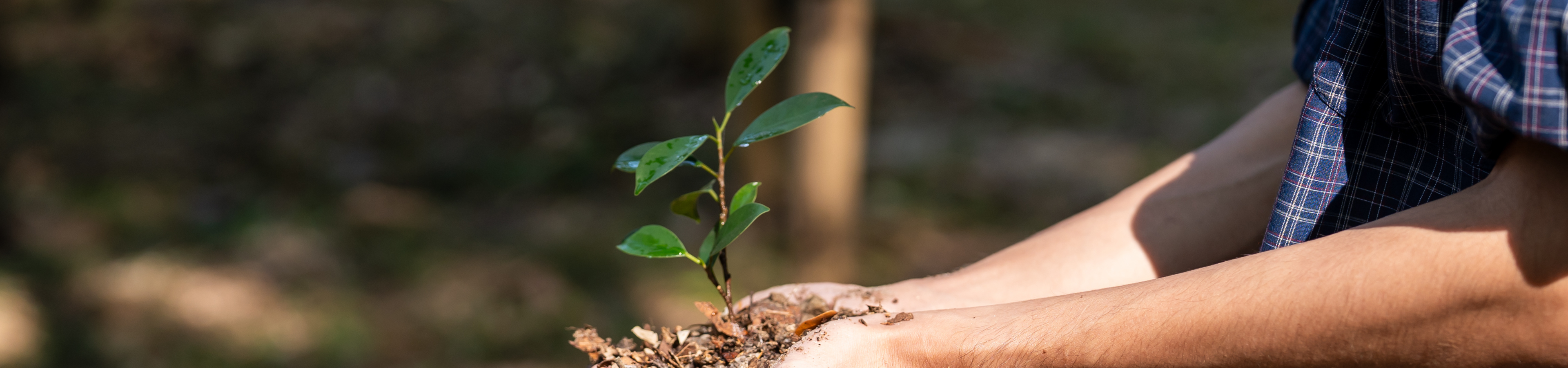 Hands holding young plant