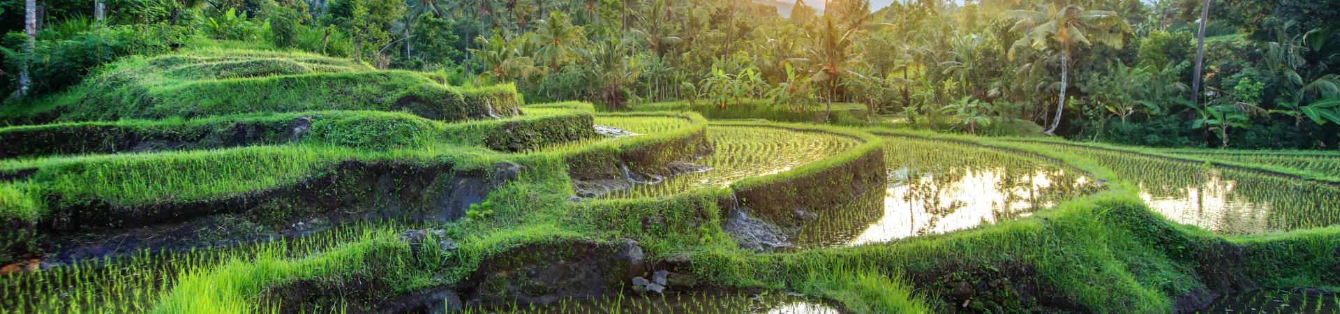 Rice terraces on Bali during sunrise, Indonesia. Photo: Maygutyak/AdobeStock
