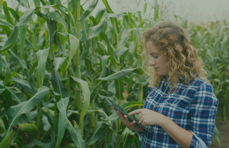 woman-farmer-with-tablet-standing-in-the-corn-field-using-internet-and-sending-report woman-farmer-with-tablet-standing-in-the-corn-field-using-internet-and-sending-report